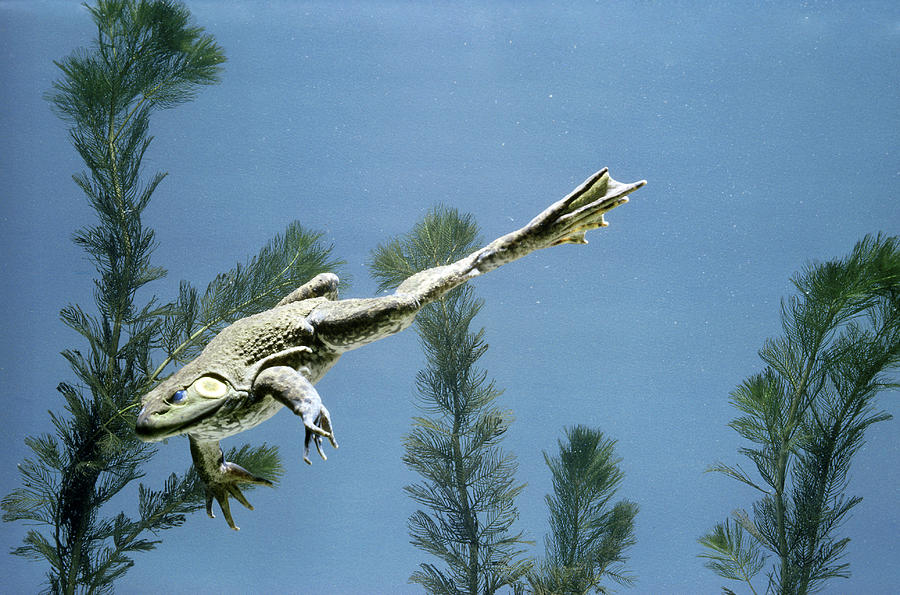Bullfrog Swimming Photograph by W Treat Davidson Fine Art America