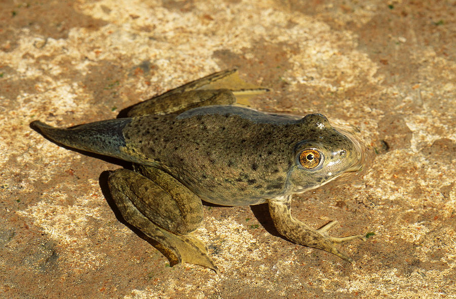 Bullfrog Tadpole Photograph by Karl H. Switak