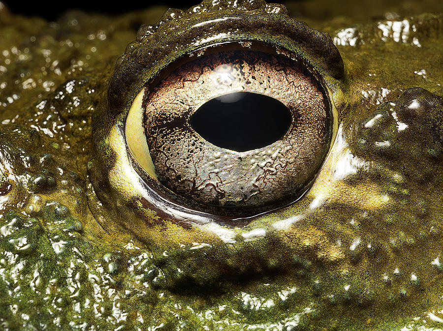 Bullfrogs Eye, Close Up Photograph by Jonathan Knowles