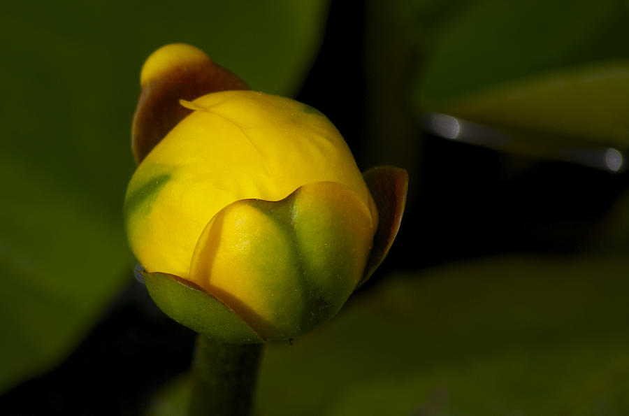 Bullhead Lily 2 by Greg Vizzi Bullhead Lily 2 by Greg Vizzi