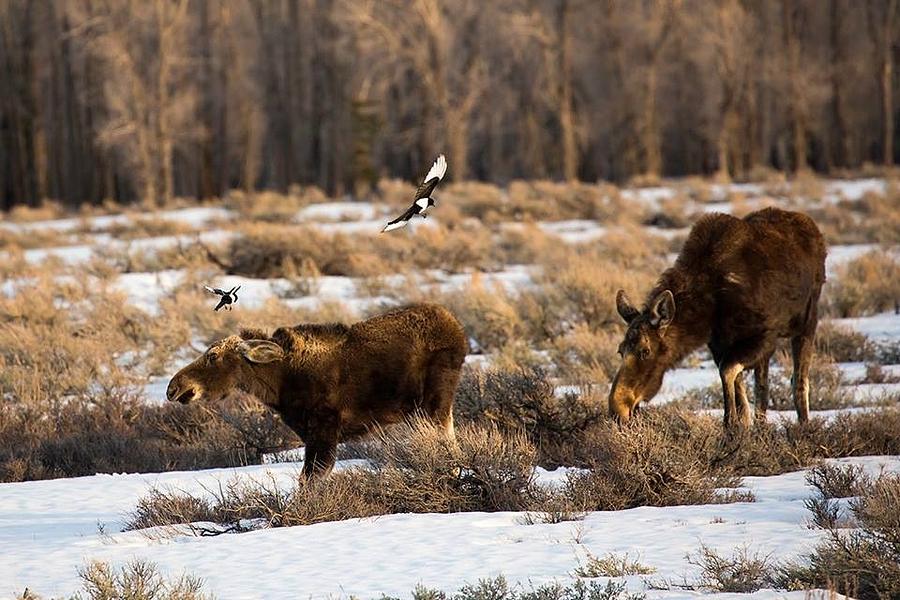 Bullmoose In Montana Photograph by Shawn Hughes