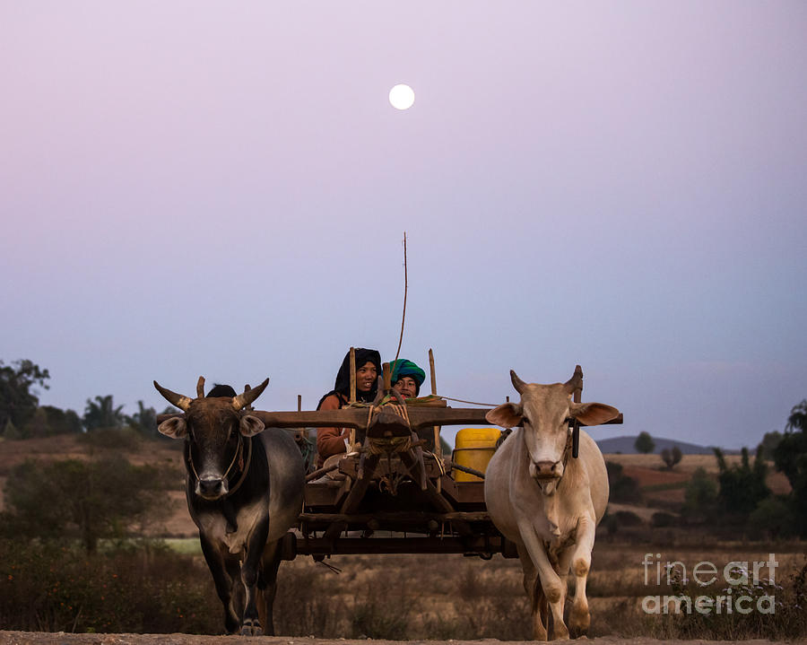 Bullock cart under full moon - Burma Photograph by Matteo Colombo