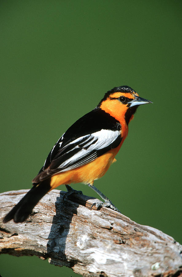 Bullock's Oriole (icterus Bullockii Photograph By Richard And Susan Day ...