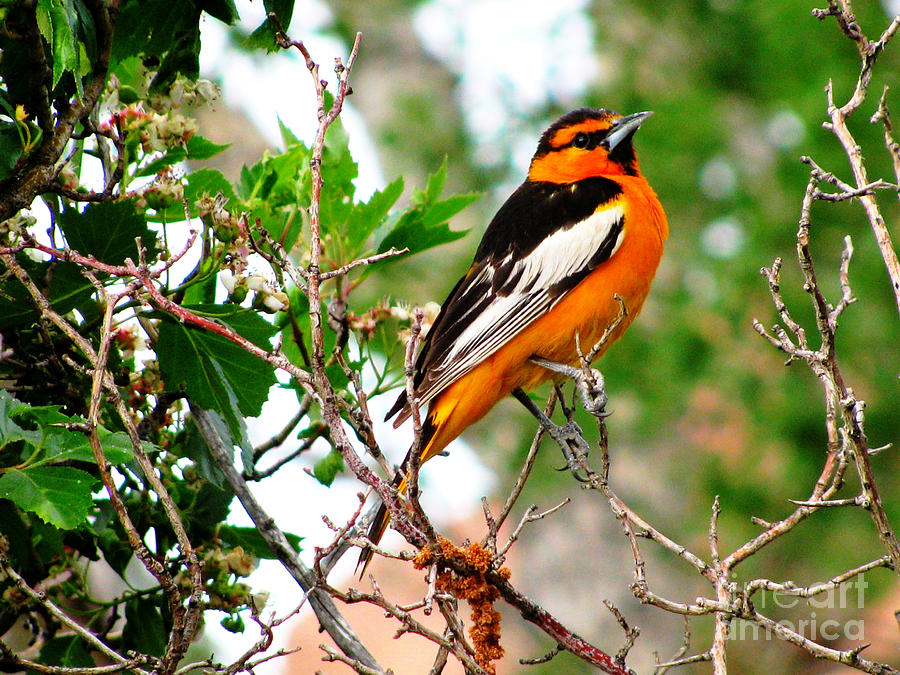 Featured Birds: Baltimore and Bullock's Orioles