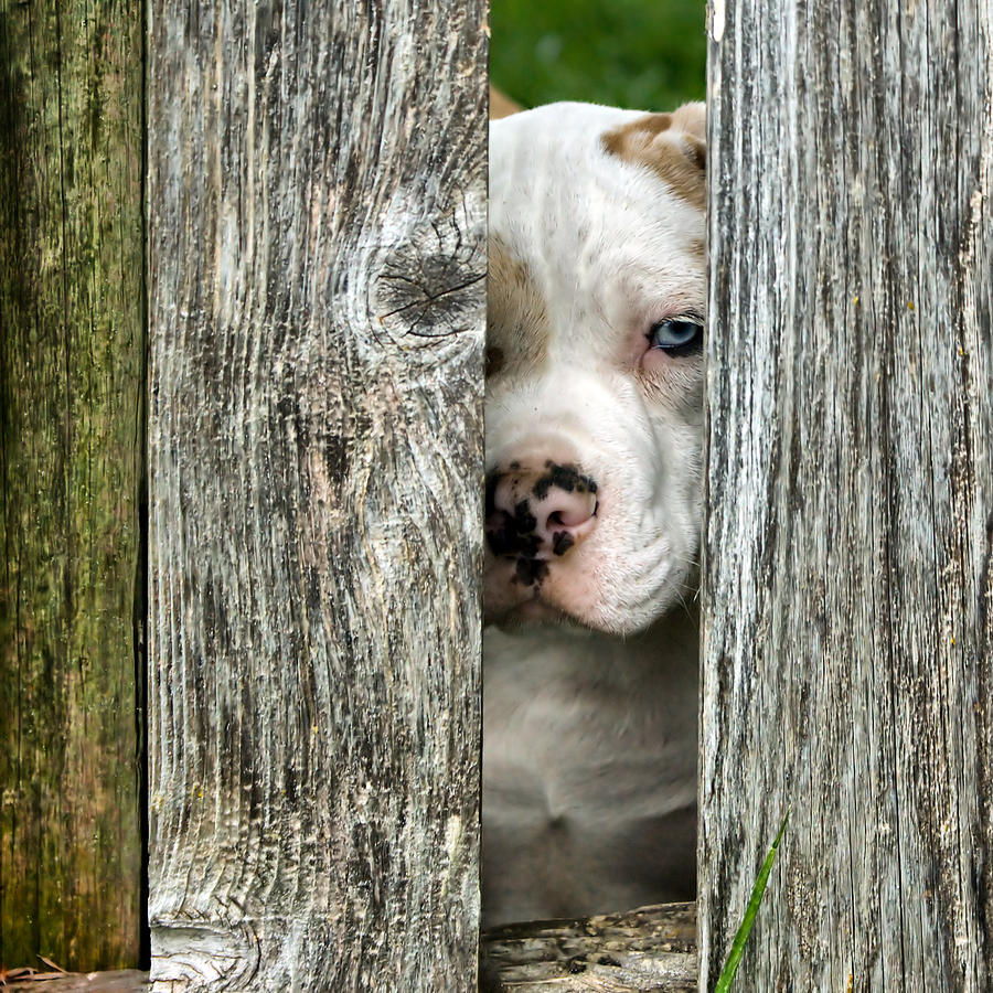English Bulldog Photograph - Bulls Eye - English Bulldog by Nikolyn McDonald