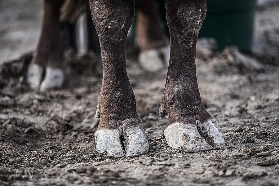 Bulls Feet Photograph by Amber Kresge