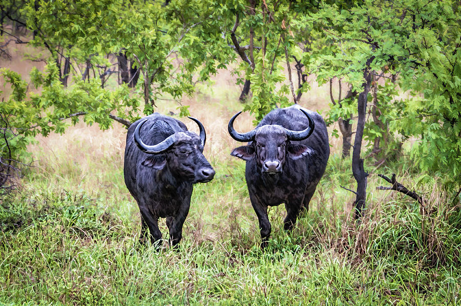 Bull Rush Photograph by Maria Coulson
