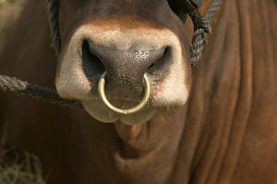 Bulls Nose Ring Photograph by Robb Kendrick