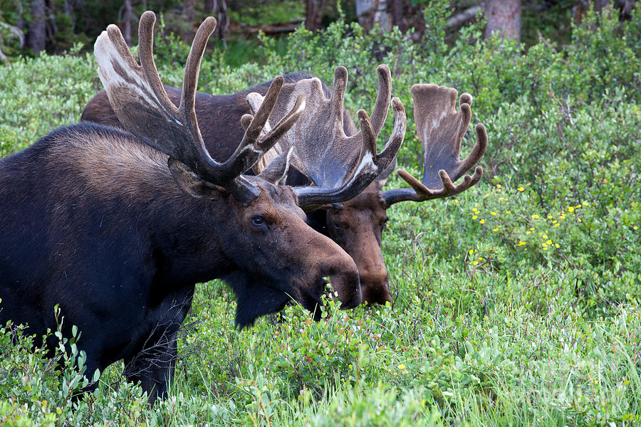 Bulls of the Woods Photograph by Jim Garrison