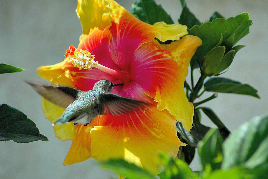 Hummingbird Photograph - Bullseye by Lynn Bauer
