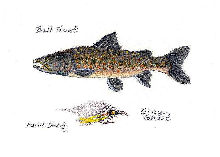 Bulltrout And Grey Ghost Fly Drawing