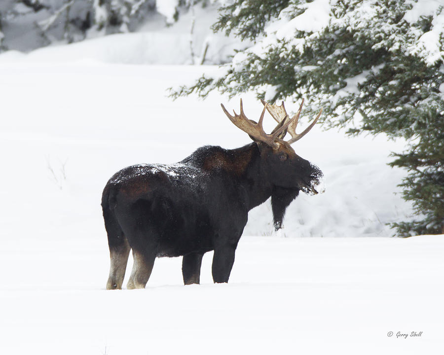 Bullwinkle Photograph by Gerry Sibell