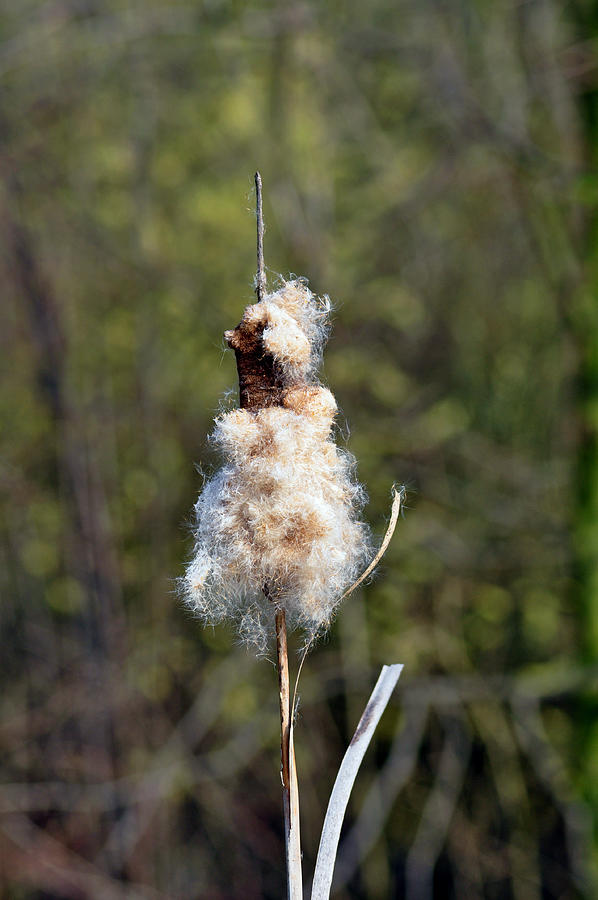 Bulrush Seed Head, Disintegrating Photograph by Rod Johnson