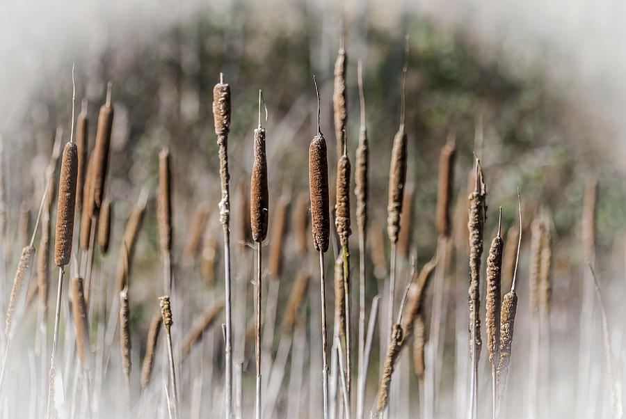 Bulrushes Photograph by Steve Purnell