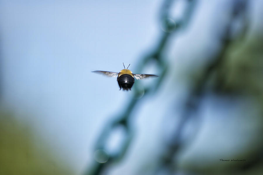 Bumble Bee 01 Photograph by Thomas Woolworth