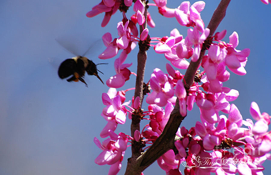 Bumble Bee 20120406_128a Photograph by Tina Hopkins