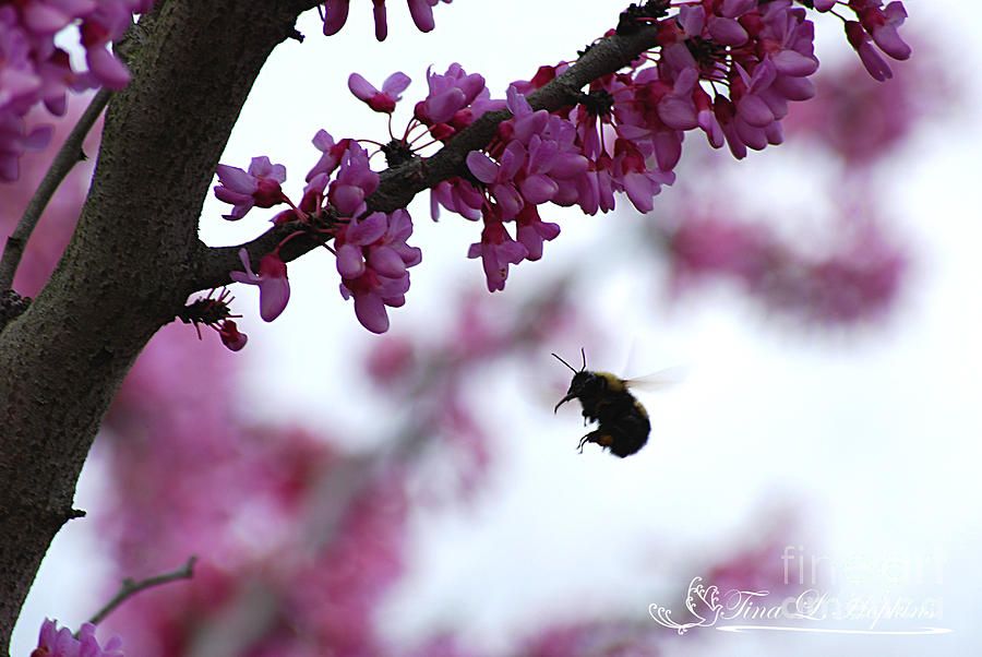 Bumble Bee 20120409_187a Photograph by Tina Hopkins