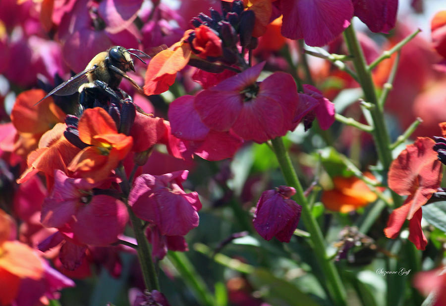 Flower Photograph - Bumble Bee Among the Wallflowers III by Suzanne Gaff