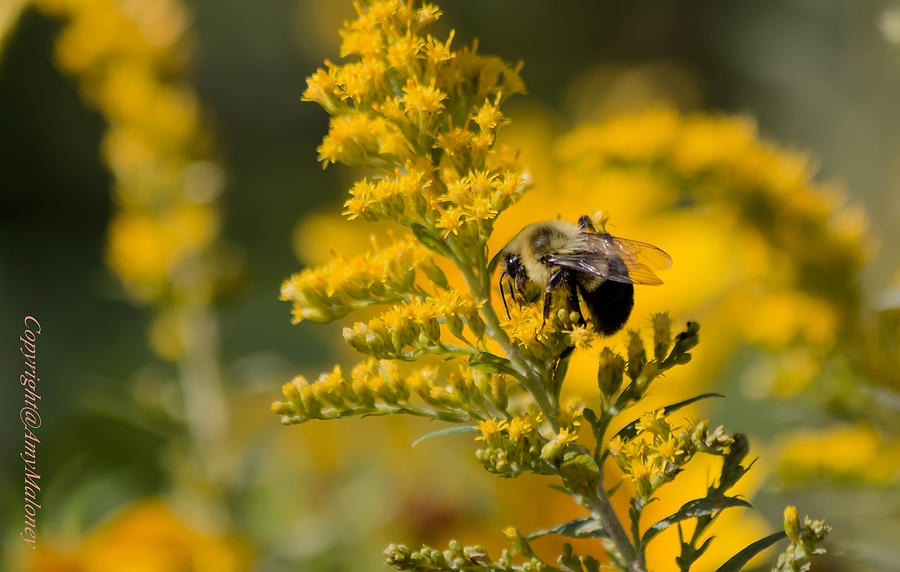 Bumble Bee Photograph by Amy Maloney - Fine Art America