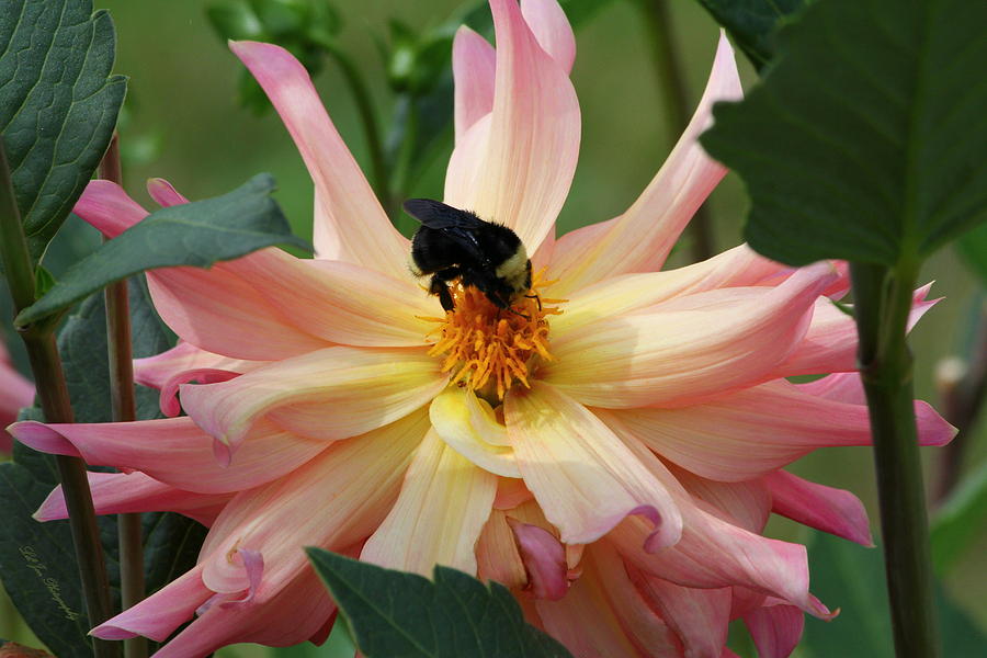 Bumble Bee and Dahlia Photograph by Jeanette C Landstrom