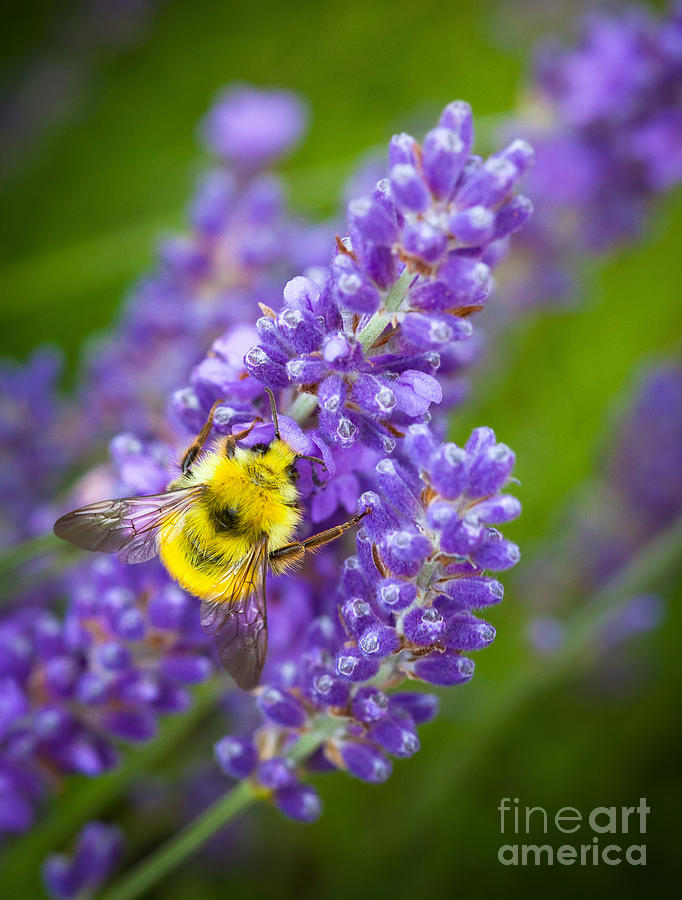 Flower Photograph - Bumble Bee and Lavender by Inge Johnsson