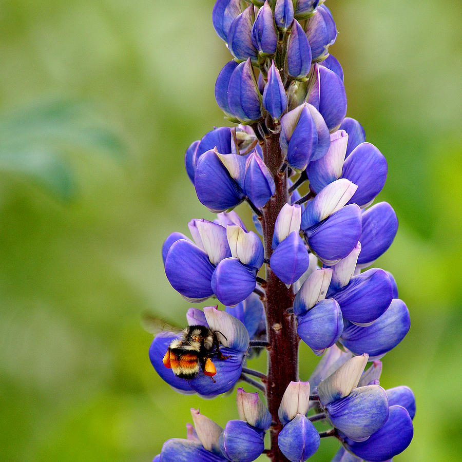 Bumble Bee and Lupine Photograph by Art Block Collections