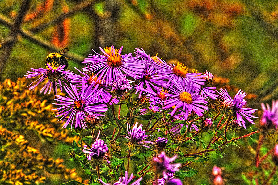 Bumble Bee and Prairie Asters Photograph by Roger Passman
