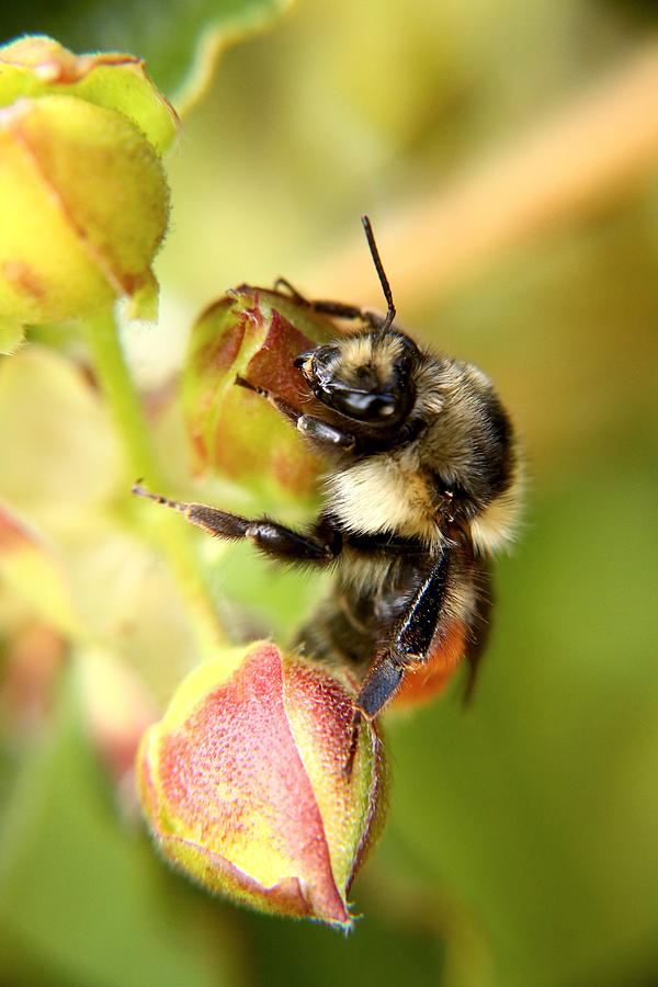 Bumble Bee and Rose Photograph by Yancy Simon Faulkner | Fine Art America