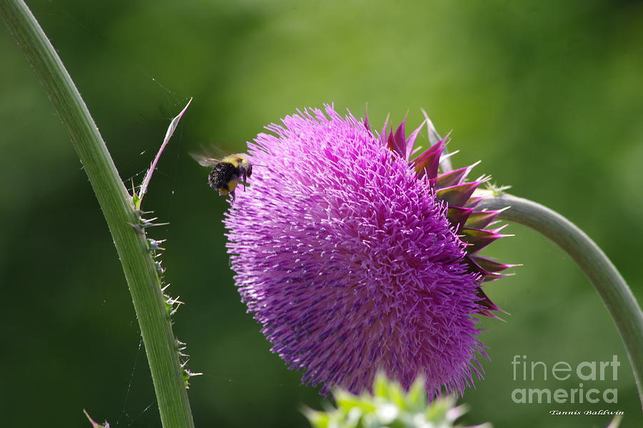 Bumble Bee approaching Thistle Photograph by Tannis  Baldwin