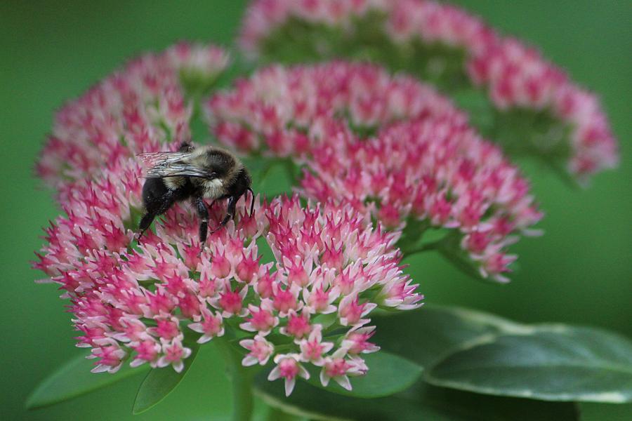 Flower Photograph - Bumble Bee Bliss by Sue Chisholm