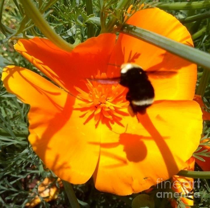 Bumble Bee Buzz Photograph by Susan Garren
