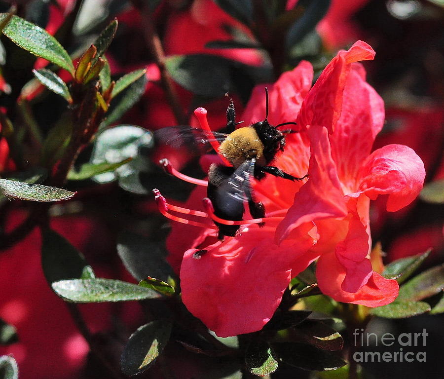 Flower Photograph - Bumble Bee Buzzes Azalea Red by Wayne Nielsen