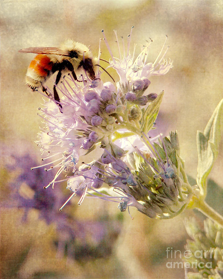 Bumble Bee Photograph by Cindy Singleton