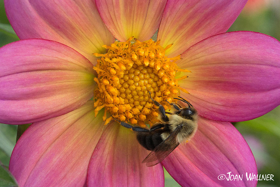Bumble Bee Dahlia Photograph by Joan Wallner