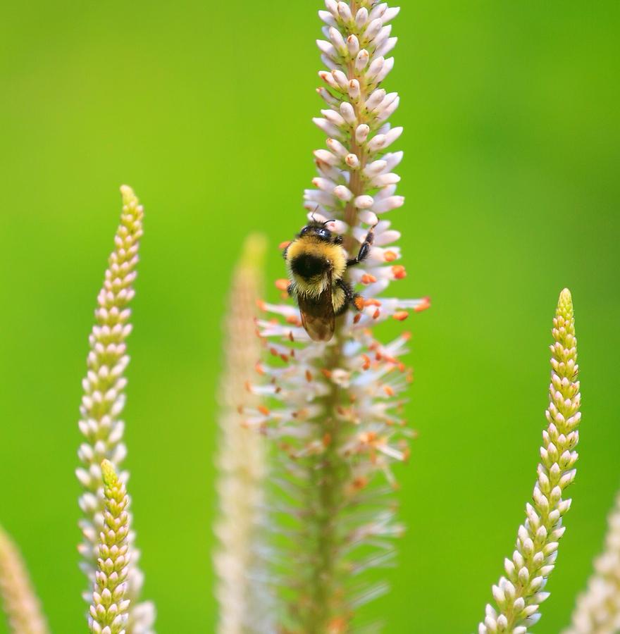 Wildlife Photograph - Bumble bee by David Tennis