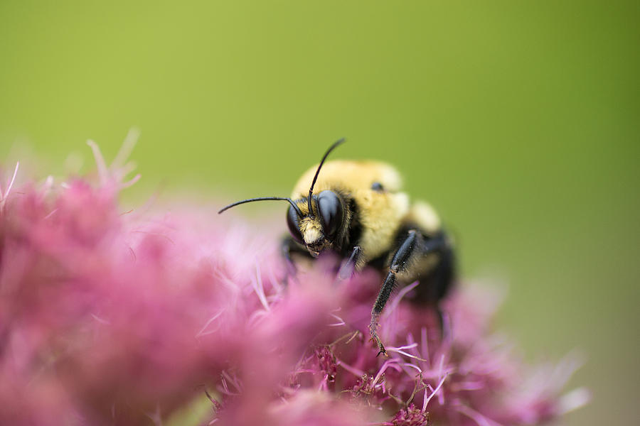 Bumble Bee Photograph by Dustin LeFevre