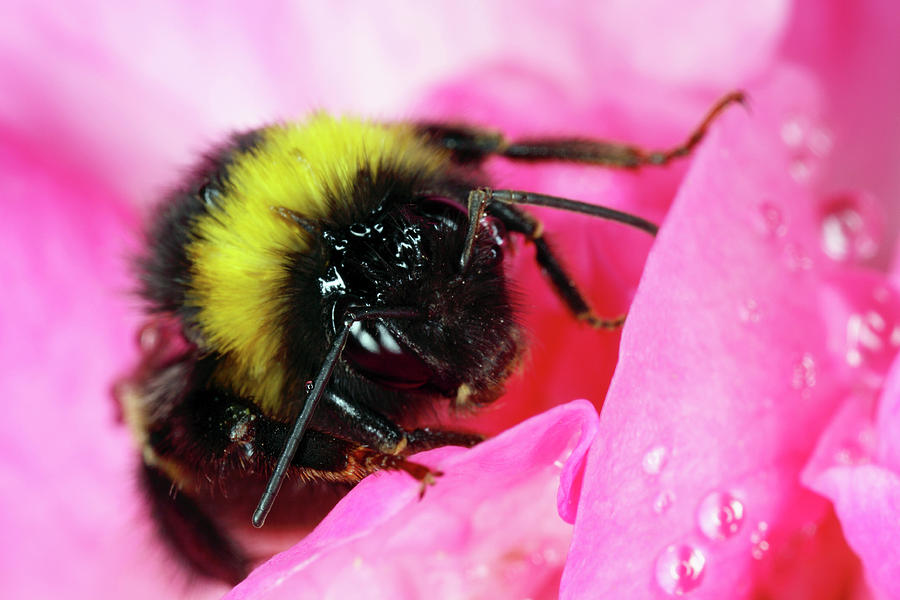 Bumble Bee Feeding Photograph by Mauro Fermariello/science Photo Library