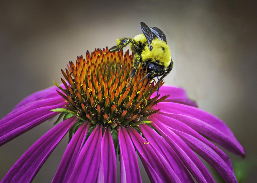 Bumble Bee Photograph by George Davidson