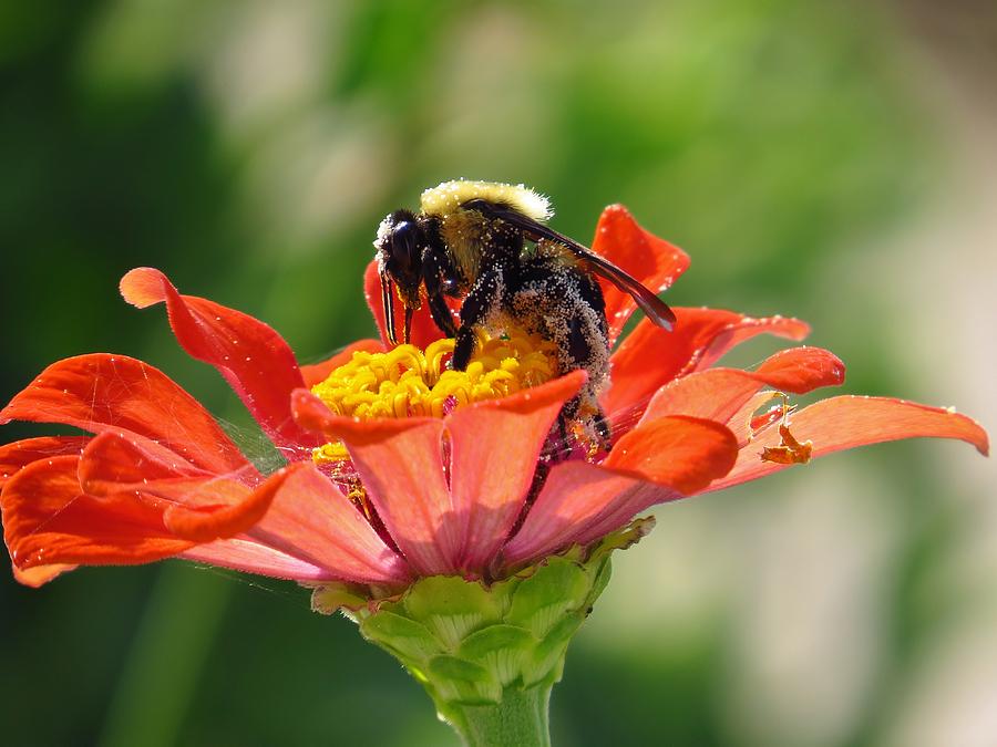 Bumble bee happiness Photograph by Amy Maloney - Fine Art America