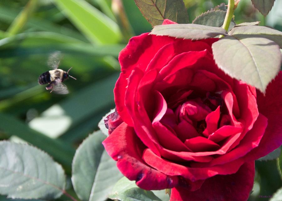 Bumble Bee Heading to the Rose Photograph by Kristin Hatt