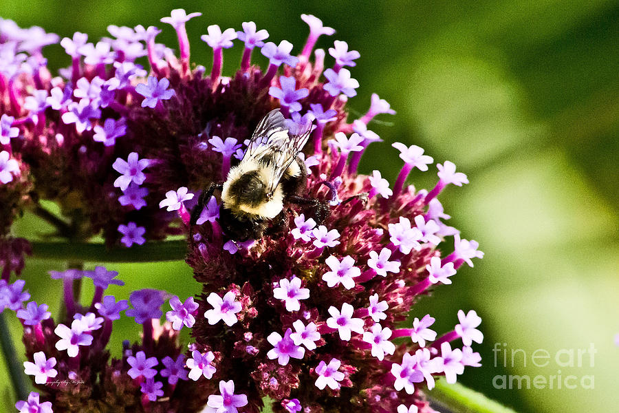 Bumble Bee II Photograph by Ms Judi
