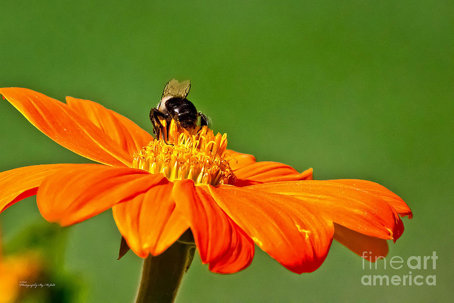 Bumble Bee III Photograph by Ms Judi