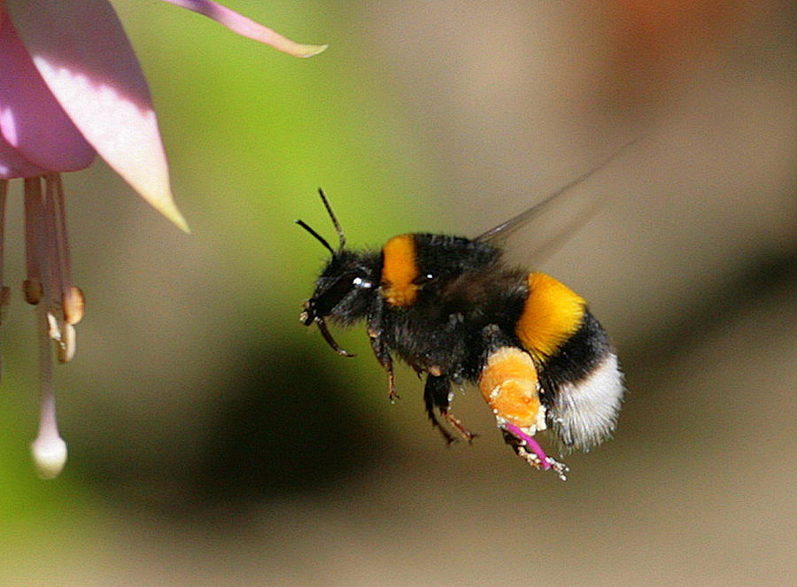 Bumble bee in flight Photograph by Michael Marsh/stocks photography/Getty images