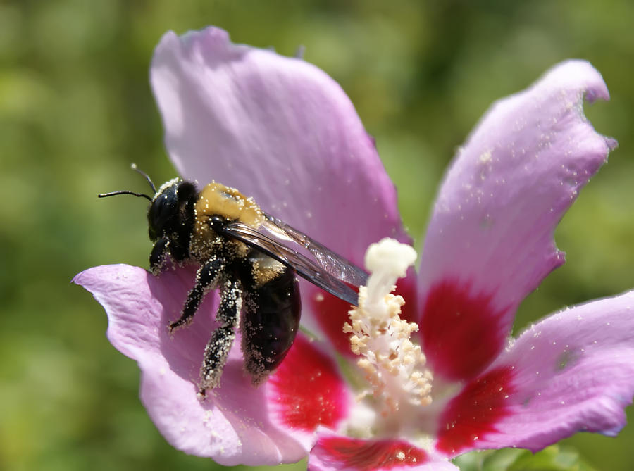 Bumble Bee In Pollen Photograph by Alex Grichenko