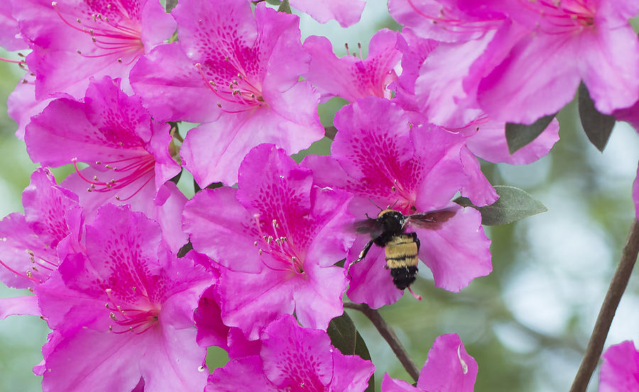 Flower Photograph - Bumble Bee in the Azaleas by Phil And Karen Rispin