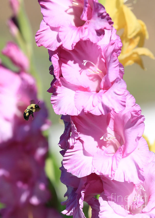 Bumble Bee in the Gladiolus Photograph by Carol Groenen
