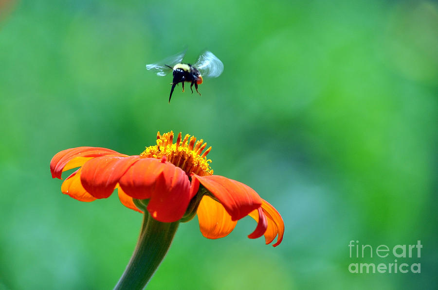 Summer Photograph - Bumble Bee by Laura Mountainspring