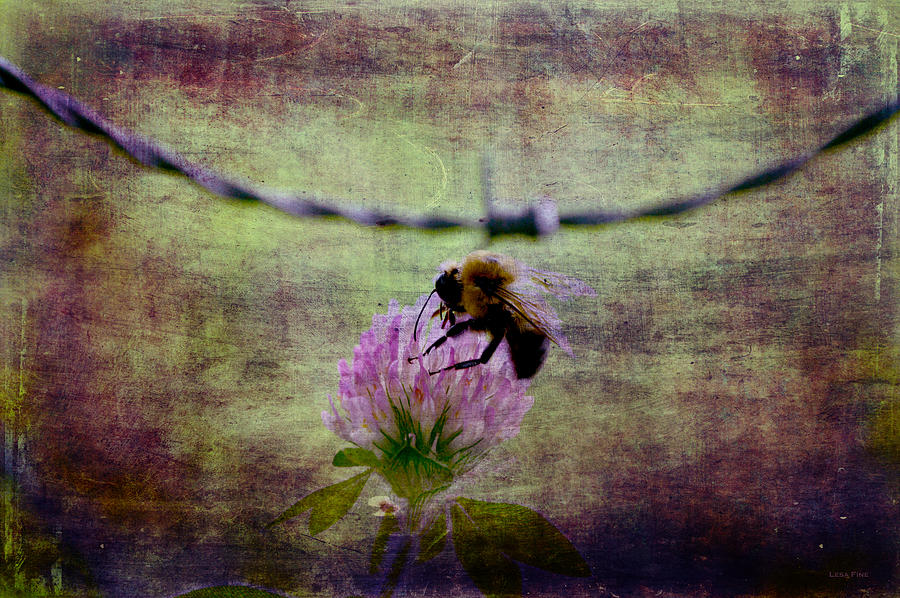 Nature Photograph - Bumble Bee  by Lesa Fine
