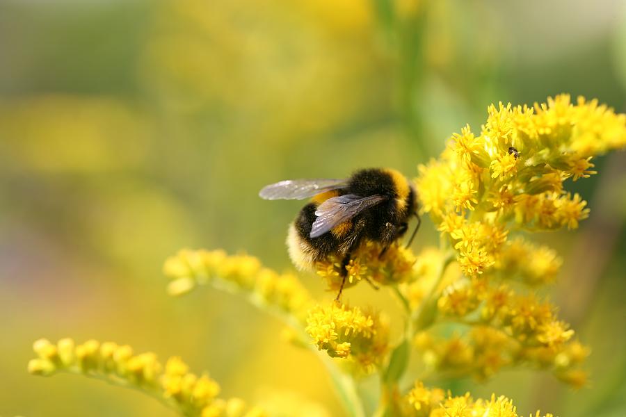 Nature Photograph - Bumble Bee by Mark Severn