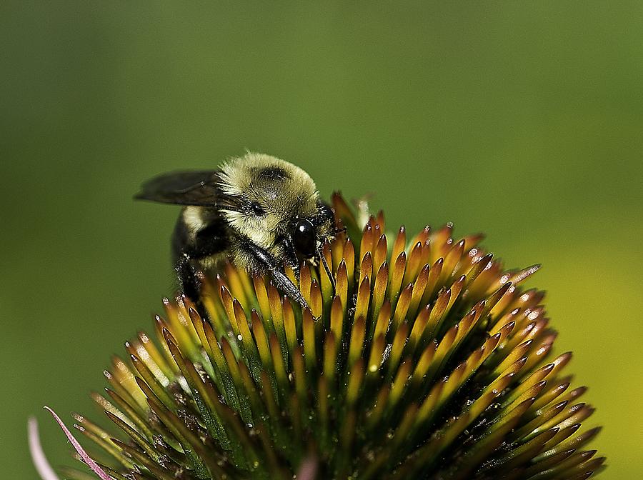 Bumble Bee Photograph by Melinda Dreyer